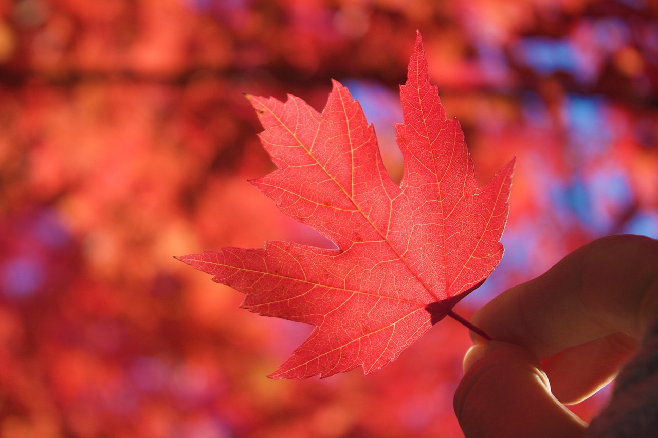 autumn-969929_1280